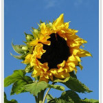 tournesol en hydroponie