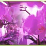 orchidee-culture-sous-leds-floraled