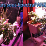 test-20jours-spectrapanel